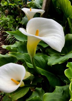 Inspiration for Calla